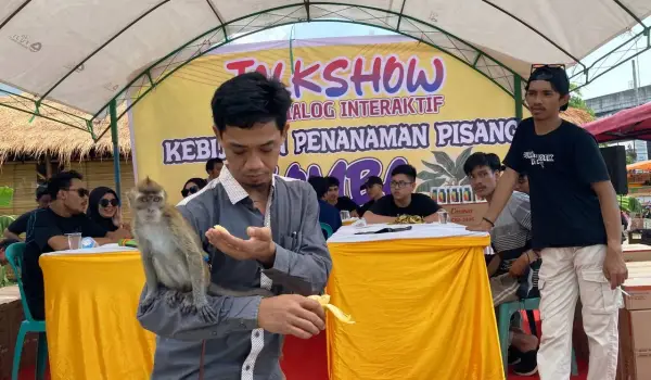 Lomba Makan Pisang Di Akhiri Dengan Atraksi Monyet Makan Pisang