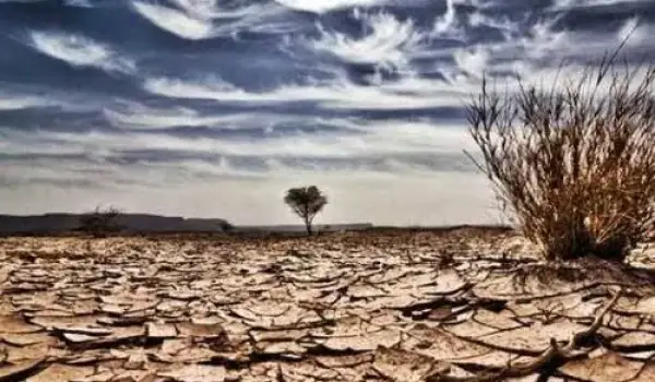 Ancaman Gorila El Nino (ilustrasi)