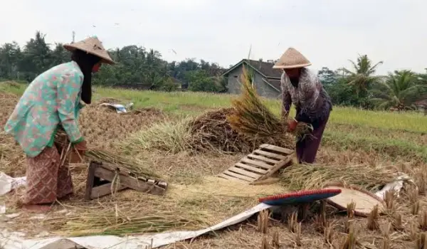 Petani sedang memanen padi