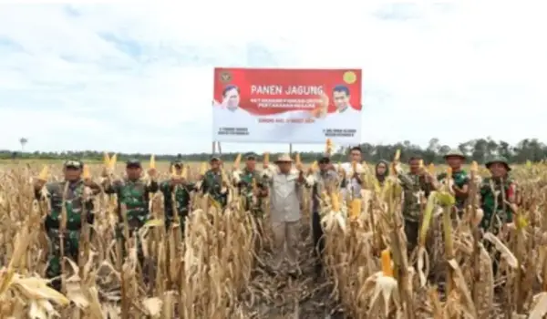 Kemhan dan Kementan Kompak Panen Jagung di Lahan Food Estate Gunung Emas (dok. Kemhan)