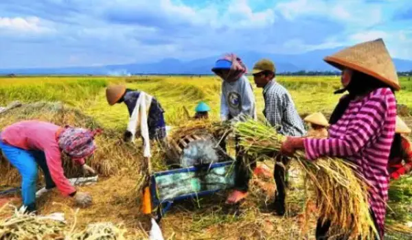 ilustrasi petani sedang panen