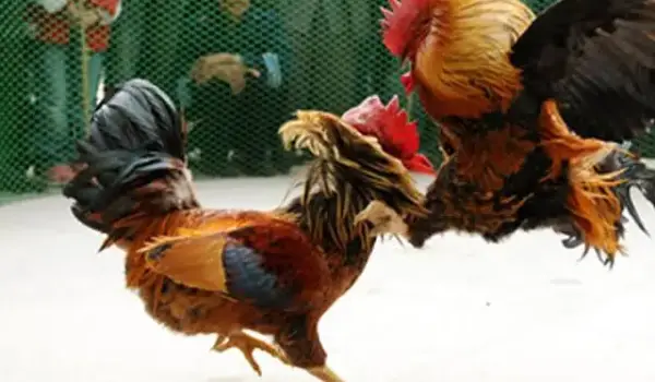 Sabung Ayam di Toraja (ilustrasi)