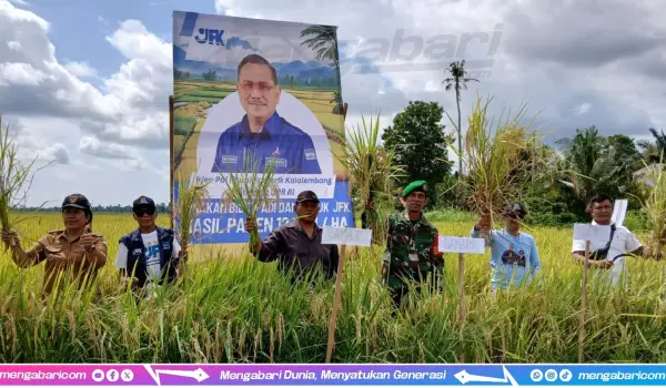 Kapolsek Walenrang, Kades Suka Damai, Tim Sahabat JFK, Gapoktan, BPP Lamasi, Babinsa melakukan panen raya padi bibit JFK, Senin 4 November 2024