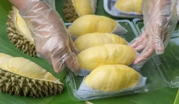 Foto : Ilustrasi makan durian.