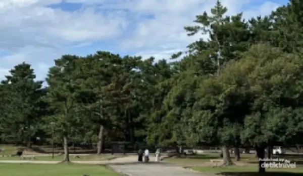 Ilustrasi taman di kota Nara, Jepang (UGC detik)