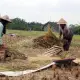 Kementan:  Panen Raya di Berbagai Daerah Bakal Turunkan Harga Beras