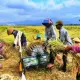 Kabar Baik untuk Petani, SK Pupuk Subsidi Segera Dikeluarkan Menkeu Sri