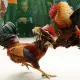 Penyelundupan Budaya & Hukum dalam Tradisi Sabung Ayam dan Adu Kerbau di Toraja