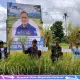 Bibit Padi JFK Dongkrak Produksi Petani Desa Suka Damai, Kab Luwu hingga 12 Ton per Hektare