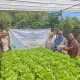 Petani Milenial Pangkep Adopsi Teknologi IoT untuk Tingkatkan Produktivitas Hidroponik