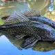 Fakta Unik Ikan Sapu-sapu, si Pembersih yang Jadi Santapan Khas di Brasil