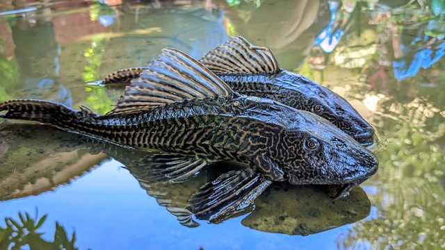 Fakta Unik Ikan Sapu-sapu, si Pembersih yang Jadi Santapan Khas di Brasil