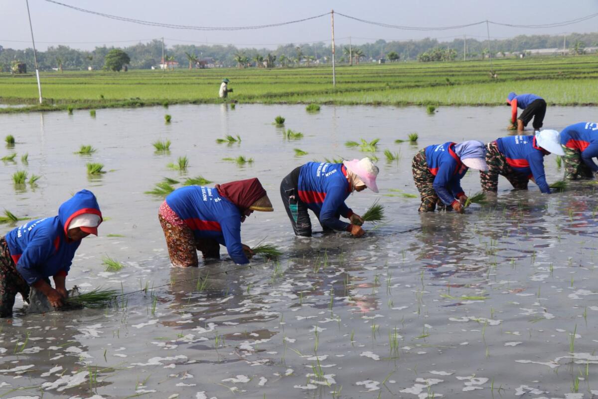 Hadapi Kemarau, Kementan Pacu Tanam Serentak di 38 Daerah se-Jawa Timur
